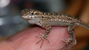 VIDEO: Jašterica si našla v kuchyni nečakaný úkryt. Od roztomilého plazu má však na míle ďaleko