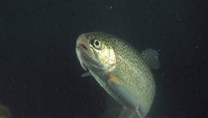 Antikoncepcia má dramatický dopad na vodné zvieratá. Ryby strácajú plodnosť