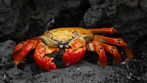 VIDEO: Neuveriteľné množstvo krabov migrovalo k oceánu, zastavili aj dopravu