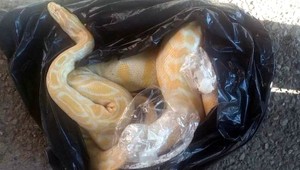 V Prahe našli vo vreci mŕtveho pytóna