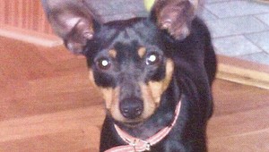 Nevideli ste šteniatko Blackyho? Nálezcu čaká odmena!