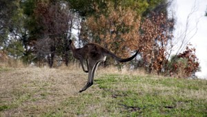 Klokan na diaľnici. Vendelín sa opäť pohyboval pri D1-ke