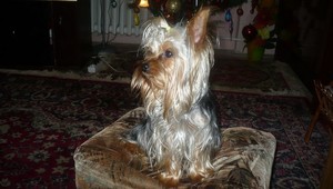 V Nových Zámkoch sa stratil yorkshirský teriér Leo