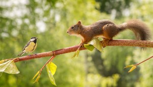 Na záchrannej stanici dostávajú zvieratá novú šancu na život. Občas ale zachraňujeme zbytočne