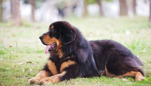 Vedci zistili, že psi vedome manipulujú s ľuďmi