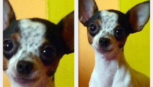 V Seredi sa stratila čivava, potrebuje opateru