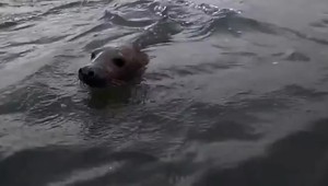 Experti prišli na to, prečo uhynuli tulene na Bajkale. Boli hladné