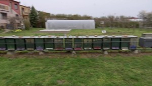 Žena má viac ako 100 úľov na záhrade. Nepomáhajú sťažnosti susedov a polícia