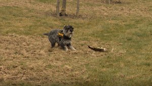 Prípady trávenia dravcov neutíchajú. Polícia svoje rady rozšírila o jedinečnú posilu