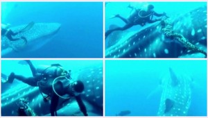 VIDEO. Potápači zachraňovali najväčšieho žraloka!