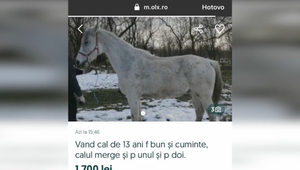 Majitelia na vlastnú päsť vypátrali svoje ukradnuté kone. S ich návratom sú však bezmocní