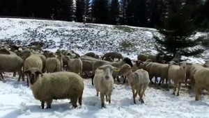 Chovateľom zvierat robí poriadne starosti studené počasie