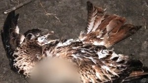 Opätovný úhyn vzácnych dravcov na Záhorí. Dôvodom má byť nastražený jed