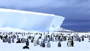 Filmári zachránili tučniakov pred istou smrťou: Prečo ide o kontroverzné rozhodnutie?