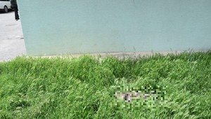 Muž (33) pod vplyvom alkoholu vyhodil mačku z 8. poschodia. Hrozí mu väzenie