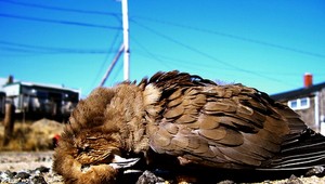 Pri mŕtvom ramene rieky Hron našli mŕtve chránené zvieratá