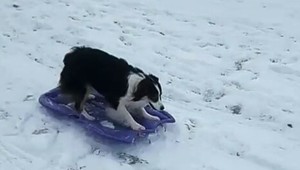 Najmilšie video internetu. Videli ste už psa sánkovať sa?