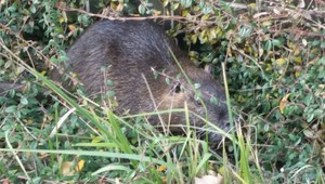 Netradičný zásah: Policajtov v hlavnom meste zamestnala chlpatá potvora