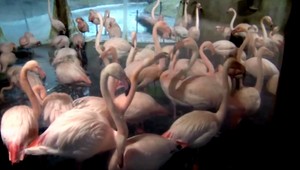 Ubitý plameniak zaujal i zahraničné weby. Ľudia sú zhrození