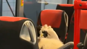 Nezvyčajná pasažierka: Ovca nastúpila do autobusu a previezla sa aj cez umývačku