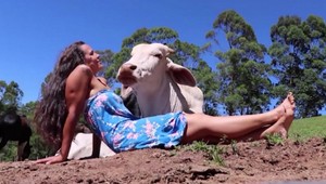 Žena zachránila býka pred bitúnkami, teraz sa od nej ani nepohne