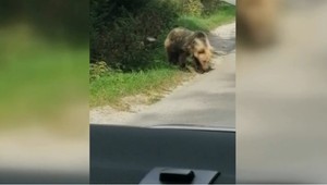 Pohyb v lese je v tomto období nebezpečný: Mladého horára napadla medvedica