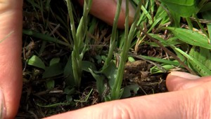 VIDEO: Viete, čo je to pokrút? Ukážeme vám miesto, kde unikátne orchidey rozkvitli po niekoľkých rokoch