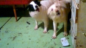 Mŕtve telo muža (†40) strážila svorka agresívnych psov