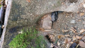 NEHRALIMunícia sa ukrývala v strome. Pyrotechnik ju musel odpáliť priamo na mieste