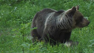 VIDEO: Pri Žiline spozorovali medveďa. Utekal pred idúcim autom