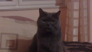 Stratený kocúr Šeďo sa našiel, aj vďaka vám