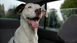 Majiteľ nechal psa v rozpálenom aute, pomáhali strážnici