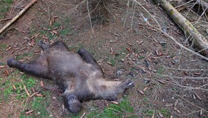 Otrasný nález: V Tatrách našli upytliačeného medveďa