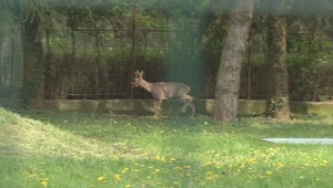 VIDEO: Záchranná akcia zatúlaného srnčeka