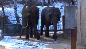 Africké slony na Slovensku sa budú sťahovať. Konečne majú peniaze na nové bývanie