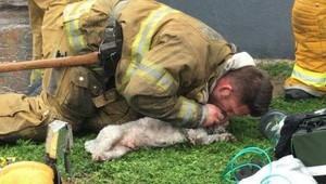 Hasič dal psíkovi dýchanie z úst do ňufáka