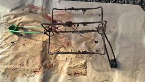 V obľúbených turistických lokalitách vyčíňajú pytliaci s nelegálnymi pascami. Ohrozené môžu byť aj deti