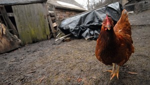 Podtatranská hydina žaluje rezort pôdohospodárstva