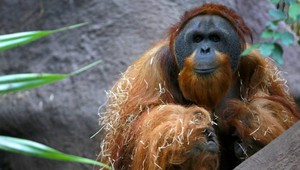 Robotníci palmovej plantáže zastrelili a zjedli orangutana