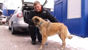 Chaos na diaľnici. Spôsobili ho zatúlaní psi