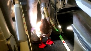 VIDEO: V lietadle cestoval káčer. Mal vlastné sedadlo a plienku