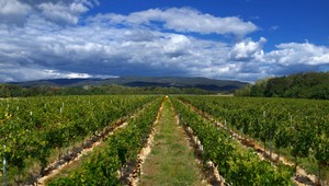 Vďaka Lidlu sa slovenskí vinári presadzujú aj v zahraničí