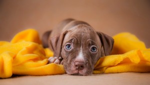 Zamilovali ste si film Psia duša? Pozrite si trailer nového filmu od jeho autora