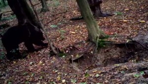 Na Záhorí videli ďalšie medvede, tentokrát matku s mláďatami