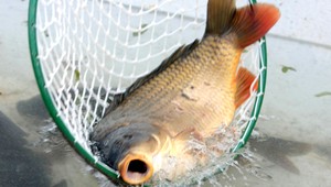 Nastal čas prvých príprav na Vianoce. Váha aj cena kaprov bude ale tento rok iná