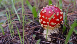 Na následky otravy hubami zomrela trojčlenná rodina