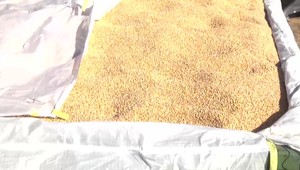 Minister Vlčan pre JOJ 24: Obilie dovezené z Ukrajiny obsahuje nebezpečné látky