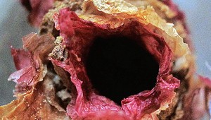 Včely si svoj dom "vytapetovali" kvetmi