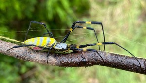 Američanov strašia obrovské pavúky