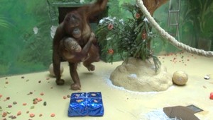 Aj opice mali Vianoce. Naodvážnejšie odbaľovali darčeky orangutany